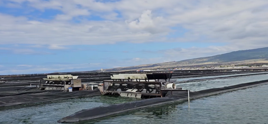 深海エビをコナ・シーソルトでクッキング