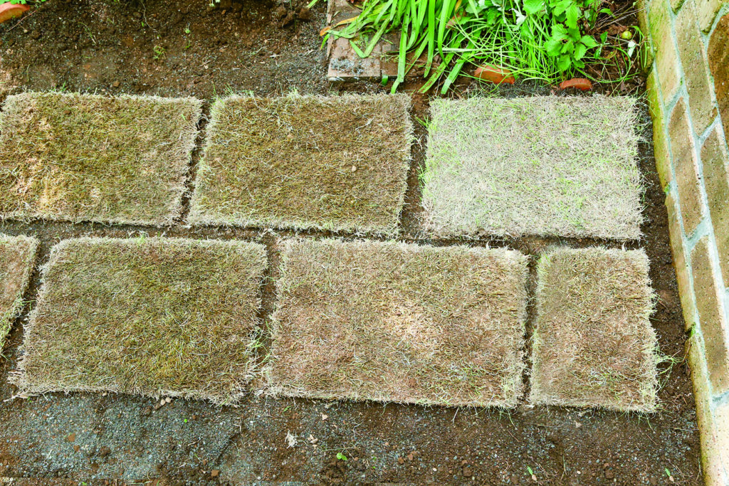 見た目に美しく花壇の花とも相性抜群　芝の張り方