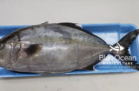 ハワイ産の新鮮なカンパチを使った蒸し魚の作り方