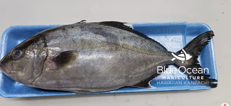ハワイ産の新鮮なカンパチを使った蒸し魚の作り方
